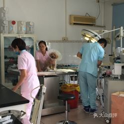 北京寵物電子寵物購買指南 地址、價(jià)格與營業(yè)時(shí)間一覽